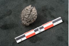 Foto (Seitenansicht) von Phymatocaryon mackayi F.V. Mueller (NHMW-GEO-2024-0188-10433)